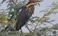 The white-eared night heron. Photo by Xinhua.