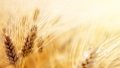 Economy Ministry Forecasts Export Of 60 Million Tons Of Grain In 2021/2022MY
