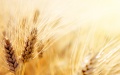 UGA Raises Forecast For Grain And Oilseeds Harvest In 2022 By 5.6% To 66.5 Million Tons