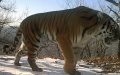A wild Siberian tiger at the Suiyang branch of the Northeast China Tiger and Leopard National Park management bureau in northeast China's Heilongjiang Province. Photo by Xinhua.

