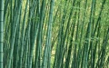 Bamboo forests in China. Photo by Xinhua.