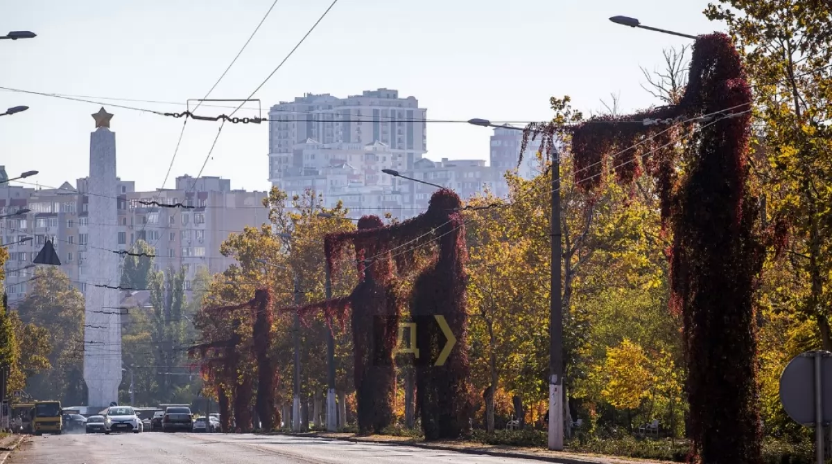 Дикий виноград на столбах Одессы. Фото: dumskaya.net Дикий виноград на столбах Одессы. Фото: dumskaya.net