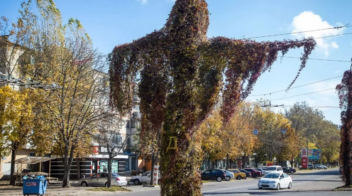 Дикий виноград на одесском столбе. Фото: dumskaya.net Дикий виноград на одесском столбе. Фото: dumskaya.net