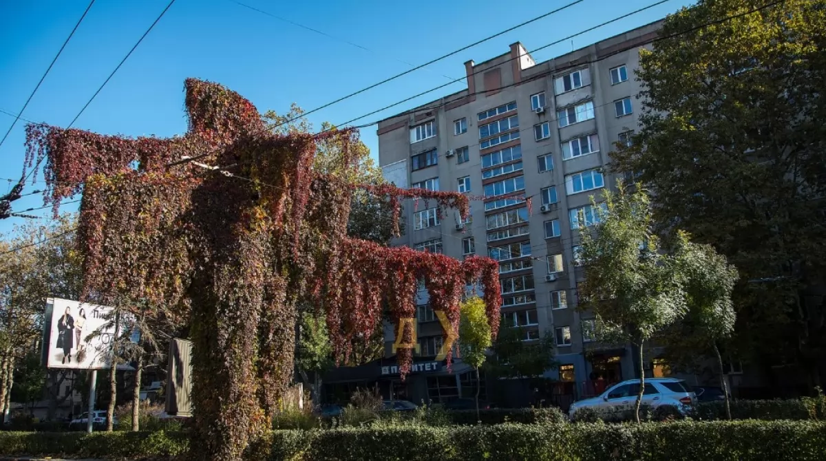 Дикий виноград создает потрясающие композиции из листьев и лиан. Фото: dumskaya.net Дикий виноград создает потрясающие композиции из листьев и лиан. Фото: dumskaya.net