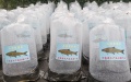 Part of the fish fry that are released into the Chishui River. Photo by Shen Dengzhao/Handout via Xinhua.