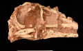 Chinese scientists discover new dinosaur. Photo by Xinhua.