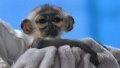 A baby langur. Photo by Xinhua.
