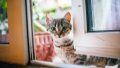 Online vet care services. Photo by Xinhua.