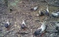 A group of brown-eared pheasants. Photo by Xinhua.
