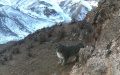 A snow leopard in the Qilian Mountains National Park in northwest China's Qinghai Province. Photo by Xinhua.