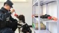 Sniffer dog "Hei Sa" and its instructor Jiang Feng prepare for a training session involving the search for suspicious items in Baishan, northeast China's Jilin Province. Photo by Xinhua/Xu Chang.