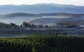 Tea plantations in China. Photo by Xinhua.
