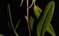 The Wuhan Botanical Garden under the Chinese Academy of Sciences shows the plant of the new orchid species. Photo by Xinhua.