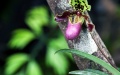 An orchid plant at the Fuligong Greenhouses at Kunming Botanical Garden in Kunming, southwest China's Yunnan Province. Photo by Xinhua/Lan Hongguang.