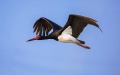 Black stork in nature reserve in China. Photo by Xinhua.
