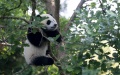 The giant panda. Photo by Xinhua.