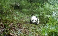 A wild giant panda mother and her cub at the Fengtongzhai National Nature Reserve in Baoxing County, southwest China's Sichuan Province. Photo by Xinhua.