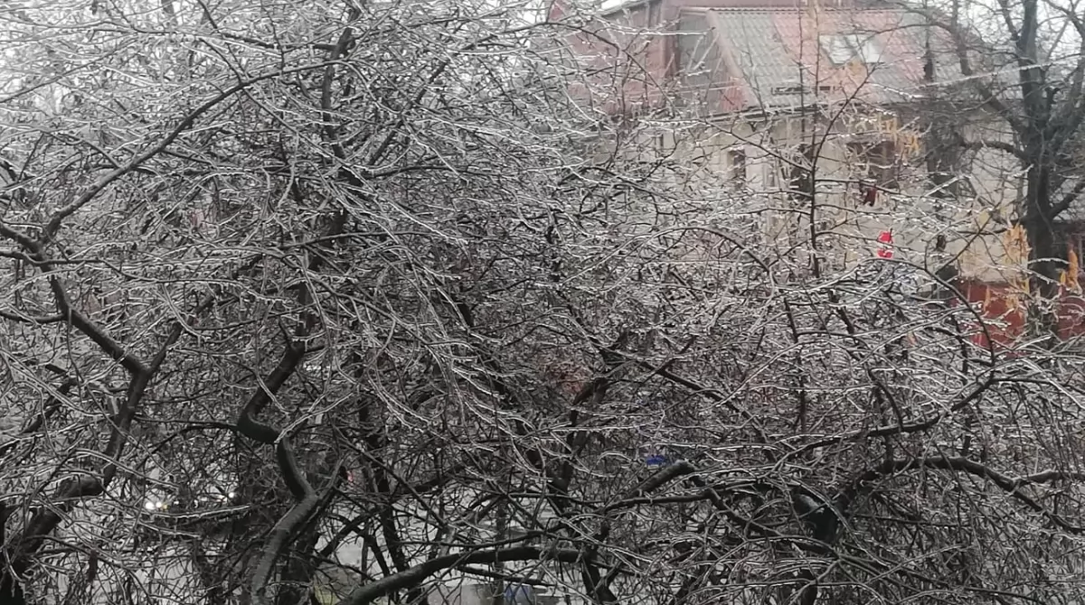Деревья и кусты заледенели в Киеве. Фото: Українські новини