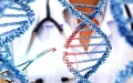 The precise gene-editing delivery tool. Photo by Xinhua.