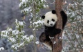 A giant panda rests at Wolong National Nature Reserve in southwest China's Sichuan Province. Photo by Xinhua/Xu Yongzheng.