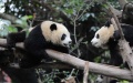 Two giant pandas are pictured at Chengdu Research Base of Giant Panda Breeding during a theme event marking International Panda Day in Chengdu, southwest China's Sichuan Province. Photo by Xinhua/Xu Bingjie.
