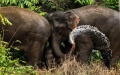 Wild Asian elephants are seen as they walk through forests in Yuanjiang County of Yuxi City, southwest China's Yunnan Province. Photo by Xinhua/Jiang Wenyao.
