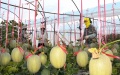 Farmers pick Hami melons in Foluo Town of Ledong County, south China's Hainan Province. Photo by Xinhua/Yang Guanyu.