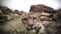 A snow leopard is seen in an undated infrared photo taken in Mount Qomolangma National Nature Reserve in southwest China's Tibet Autonomous Region. Photo by Xinhua.