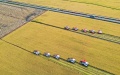 Farmers operating rice harvesters at Hongguang Village, Changchun City of northeast China's Jilin Province. Photo by Xinhua/Zhang Nan.