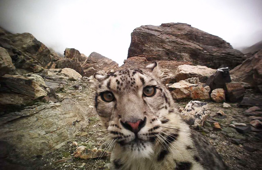 Snow leopard faring well after rescue, release into China's wild ...