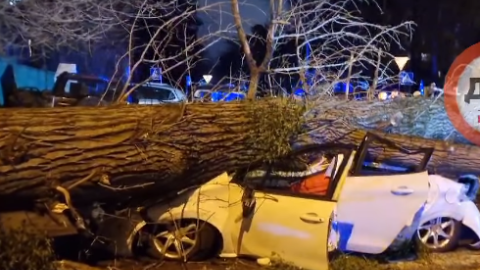 1 человек погиб и 1 ранен из-за падения дерева на автомобиль в результате непогоды в Киеве. Скриншот видео dtp.kiev.ua