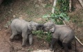Two baby elephants playing at the Wild Elephant Valley in the Xishuangbanna national nature reserve in southwest China's Yunnan Province. Photo by Xinhua/Li Yunsheng.

