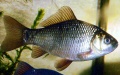 Crucian carp. Photo by Xinhua.