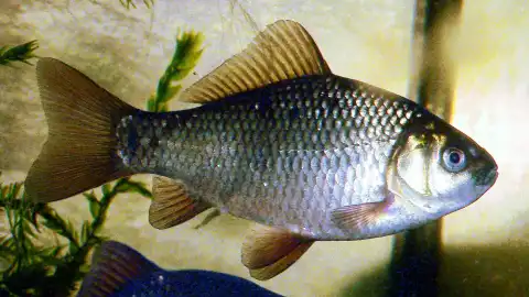 Crucian carp. Photo by Xinhua.