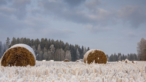 Поле. Фото: pixabay