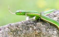 A green bamboo snake found in a background investigation of biological resources in the Wuyishan National Park, east China's Fujian Province. Photo by Xinhua/Jiang Kehong.