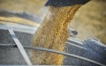 Grain from Ukraine. Photo: Xinhua.