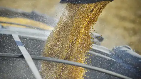 Зерно з України. Фото: Сіньхуа