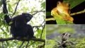A "Skywalker gibbon" (L), a red-webbed tree frog (R, top) and a kind of wild tree lizard (R, bottom) in Gaoligong Mountain National Nature Reserve, southwest China's Yunnan Province. Photo by Xinhua.