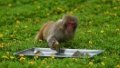 A macaque at the Hainan Tropical Wildlife Park and Botanical Garden in Haikou, south China's Hainan Province. Photo by Xinhua/Pu Xiaoxu.