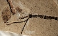 The fossil and the buried flower bud marked by an arrow. Photo by Xinhua.