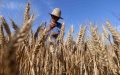 Chinese scientists have developed anti-disease wheat with genome-editing technology. Photo by Xinhua.