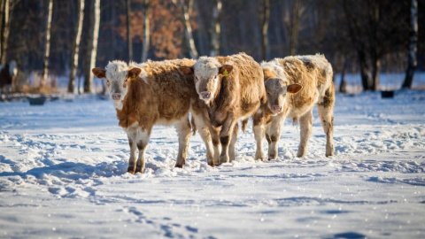Коровы. Фото: pixabay