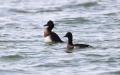 Two ducks of the Baer's pochard swimming in Dongping Lake, east China's Shandong Province. Photo by Xinhua/Xu Suhui.
