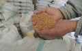 The owner of a warehouse of wheat and grains displays Ukrainian wheat in Hasbaya, southern Lebanon. Photo by Taher Abu Hamdan/Xinhua.