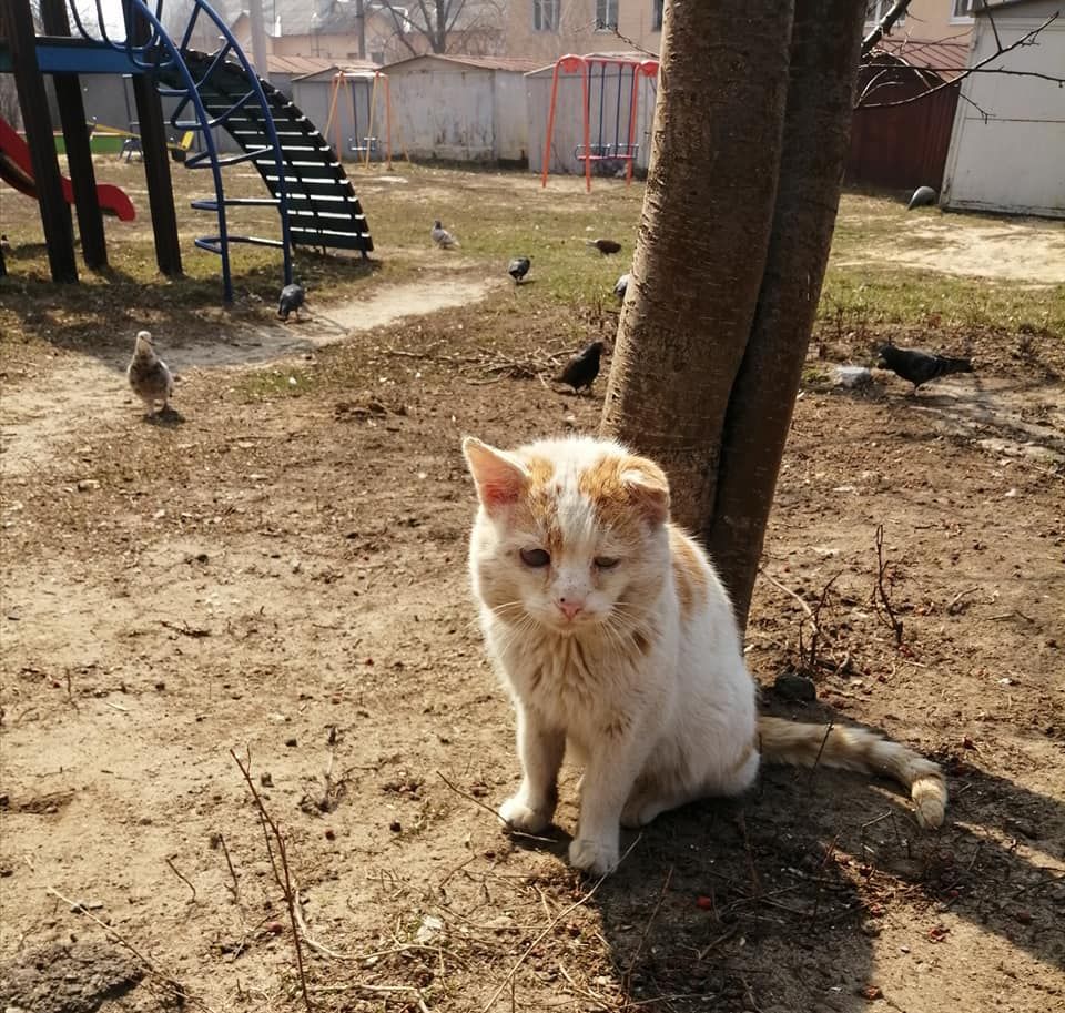 А вот печальный котик из Харькова. Фото: Сергей Жадан