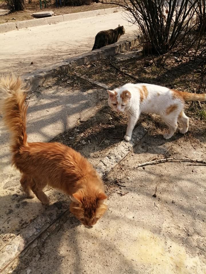 Харьковские котики. Фото: Сергей Жадан