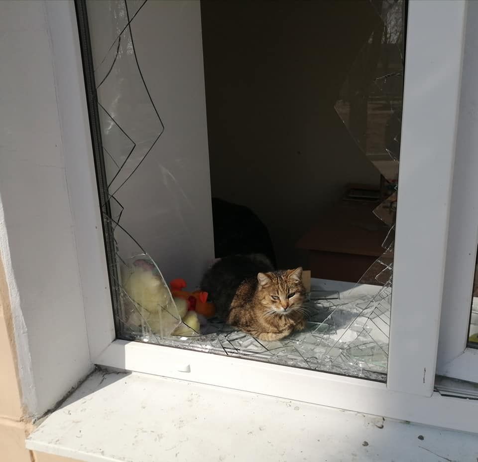 Еще один печальный котик решил погреться на солнце. Фото: Сергей Жадан
