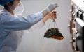A pharmacist prepares ingredients to produce traditional Chinese medicine (TCM) decoctions at Xi'an TCM hospital in Xi'an, northwest China's Shaanxi Province. Photo by Xinhua/Li Yibo.