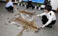 China issues judicial explanation to curb wildlife crimes. Photo by Xinhua.